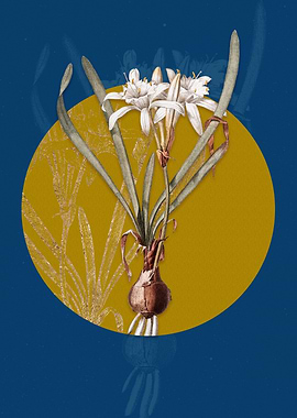 Vintage Sea Daffodil Flora