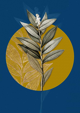 Vintage Smilacina Stellata