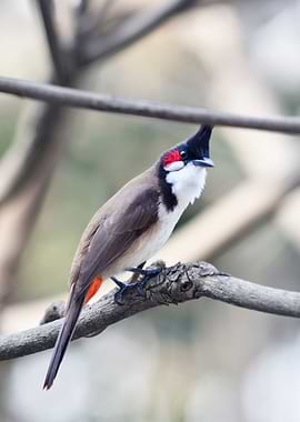 Red Whiskered Bulbul