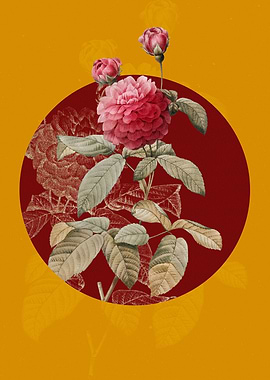 Agatha Rose in Bloom