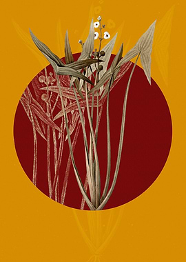 Vintage Arrowhead Flower