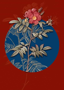 Rosa Redutea Glauca Flower