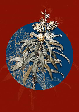 Vintage Pleomele Flower