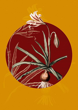 Amaryllis Broussonetii