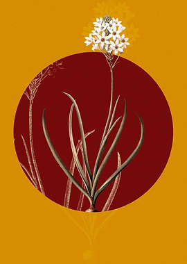 Vintage Arabian Starflower