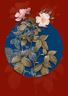 Red Bramble Leaved Rose