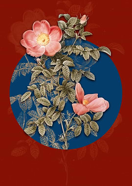 Red Sweetbriar Rose Flower