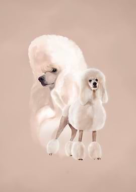 Elegant White Poodle