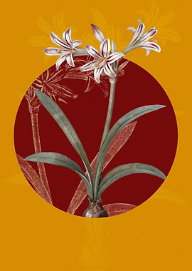 Vintage Amaryllis Flowers