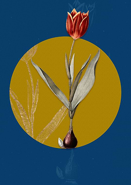 Vintage Tulip Flower