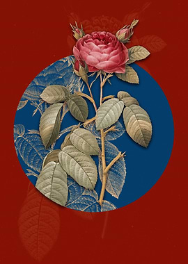 Vintage Red Gallic Rose