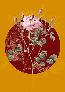 Anemone Sweetbriar Rose