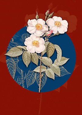 Vintage Rose of Castile