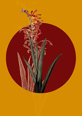 Antholyza Aethiopica