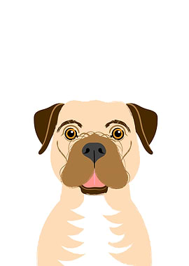 Border Terrier Portrait
