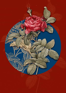 Vintage Red Gallic Rose