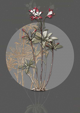 Vintage Lily of the Incas