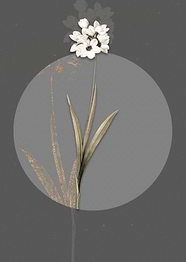 Vintage Ixia Maculata