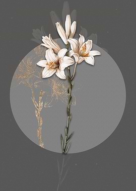 Vintage Madonna Lily Flora