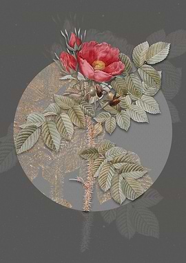 Vintage Kamtschatka Rose