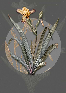 Vintage Hungarian Iris