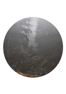 Foggy Morning Scandinavian