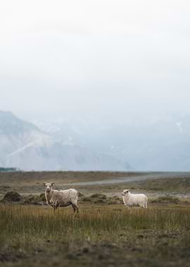 mountain sheep