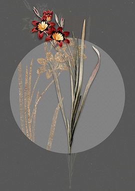 Vintage Ixia Tricolor