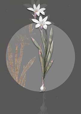Vintage Ixia Liliago Flora