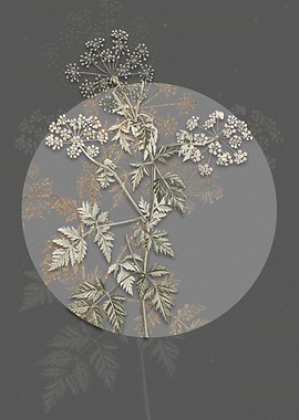 Vintage Hemlock Flowers