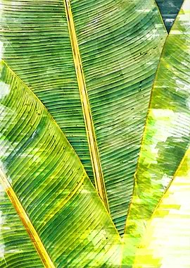 Palm Leaves Abstract Plant