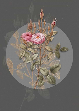 Vintage Mossy Pompon Rose