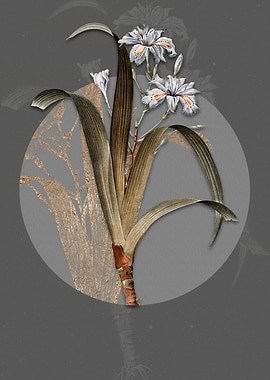 Vintage Iris Fimbriata