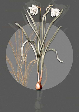 Narcissus Candidissimus