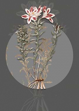 Vintage Lily of the Incas