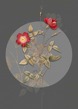 Indica Stelligera Rose