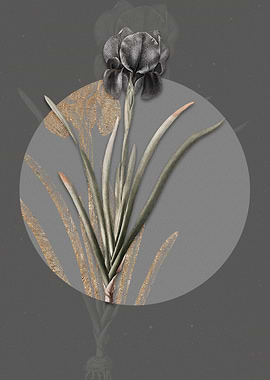 Vintage Mourning Iris