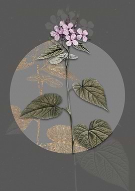 Morning Glory Flower