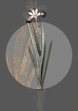 Vintage Harlequin Blueflag