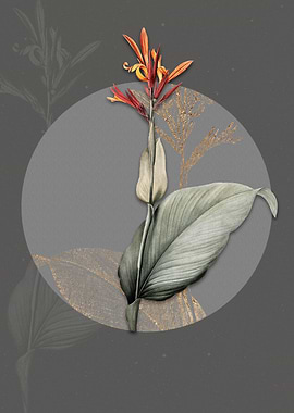 Vintage Indian Shot Flower