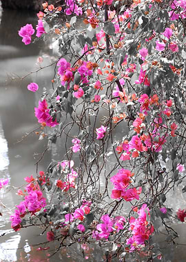 Bougainvillea ck 3856