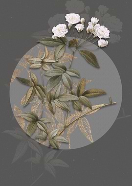 Vintage Lady Banks Rose