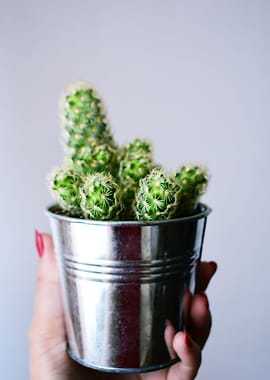 Succulents and cactii 3