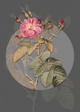 Vintage Harsh Downy Rose