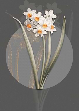 Narcissus Easter Flower