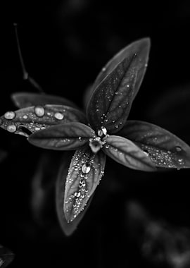 Monochromatic Raindrops
