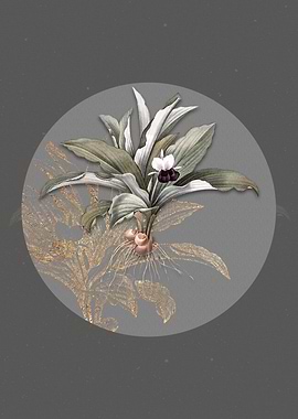 Kaempferia Angustifolia