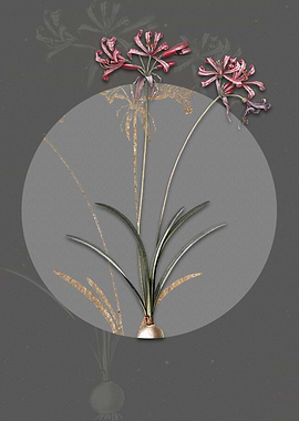 Vintage Nerine Flowers