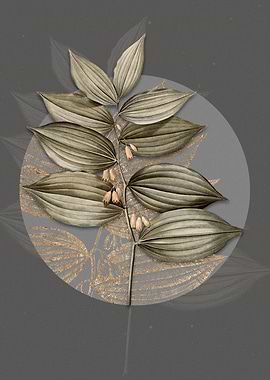 Vintage King Solomons Seal