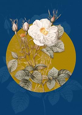 White Rose of York Flower